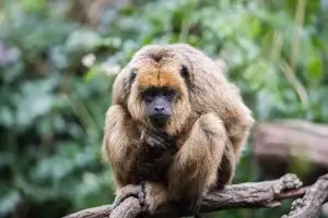 Bioparque Temaiken Mono