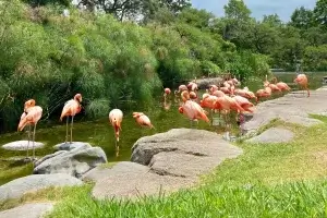 Bioparque Temaiken Rio