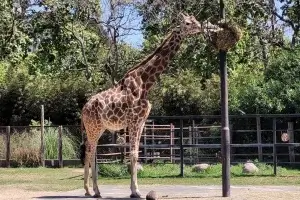 Ecoparque BA Jirafa