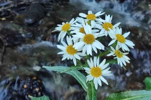 Cascada Nahiara Flores