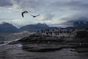 Isla Alicia Pinguinos