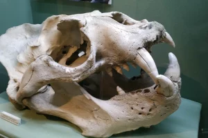Museo del Fin del Mundo Museo
