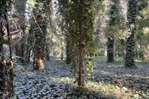 Bosque Peralta Ramos Bosque