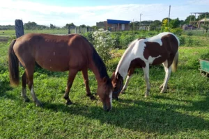 Campo de Caballos Caballos