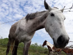 Campo de Caballos Fachada