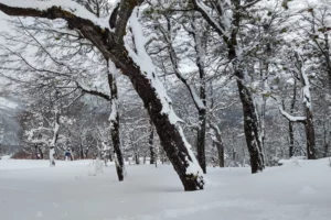 Cerro Viejo Nieve