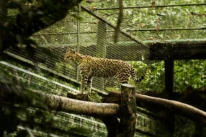 Güirá Oga Leopardo