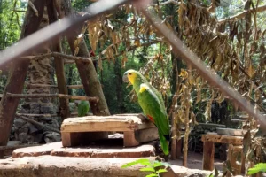 Güirá Oga Loro