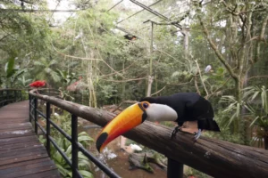 Parque Das Aves Tucán