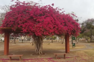 Paseo Punta Tacuara Plaza
