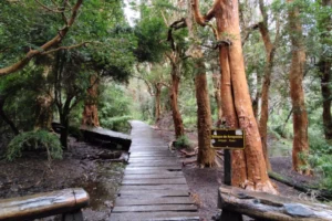 Sendero de los Arrayanes Camino