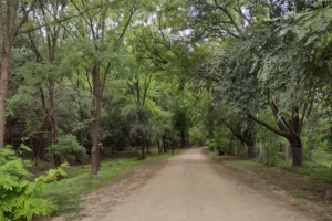 Paseo Pozo Verde y Sendero Camino