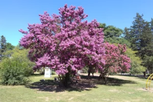 Plaza de la Confraternidad Árboles
