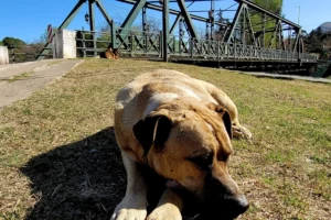 Puente de Hierro Perro